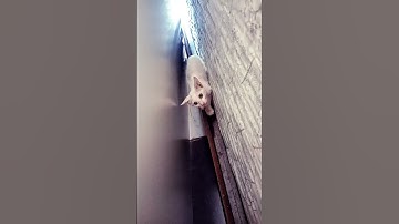 #القرآن_الكريم #راحة_نفسية #تلاوة_خاشعة #cat #المصحف #cuteanimal #kitten #القزابري #cutecat