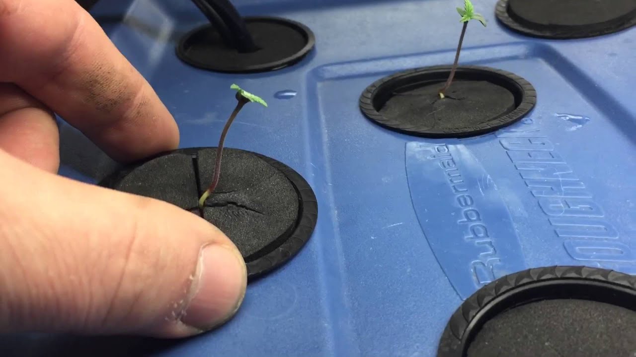 Crop King seeds purple kush grow in Dwc