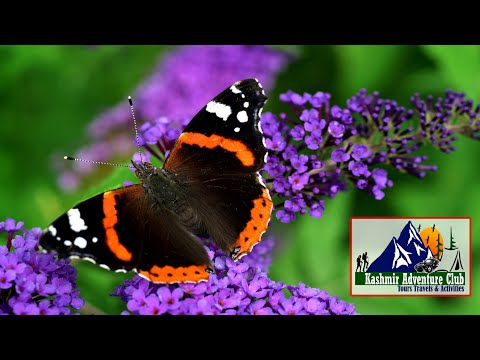 Natural Beautiful Butterfly Eating Nectar In Flowers With Relaxing Music.