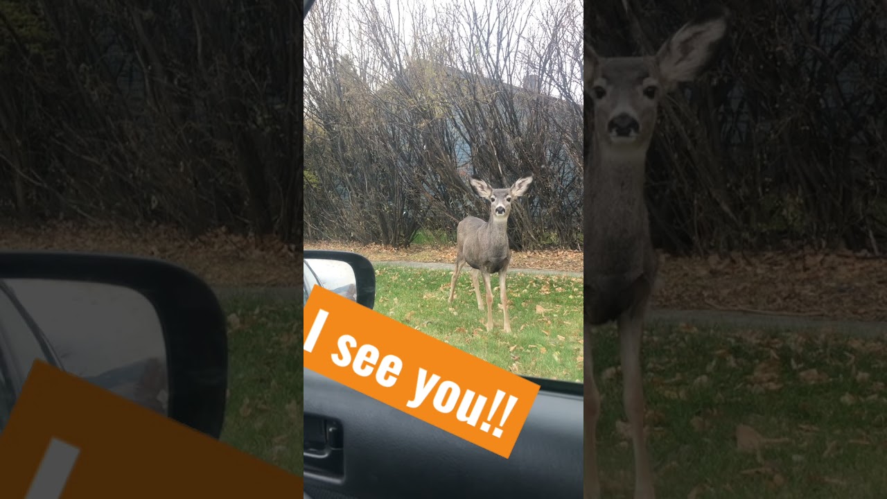 My new friend part 1