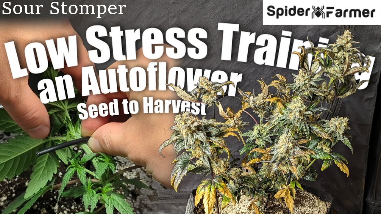 How I Grow -27- From Seed, LST, to Harvest - Sour Stomper Autoflower - Spiderfarmer SF4000