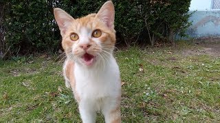 人懐っこい公園の野良猫、こちらを見つけて膝の上に乗ってくるも。。。