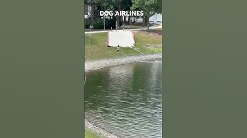 Zip lining at forest adventure #zipline #forestadventures #obstacles