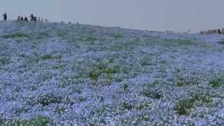 絶景ネモフィラの丘 ネモフィラの丘 検索動画25 絶景ネモフィラの丘 ネモフィラの丘 検索動画 25