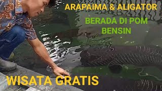 POM BENSIN DI BANJARNEGARA MEMILIKI IKAN ARAPAIMA & ALIGATOR TERBESAR