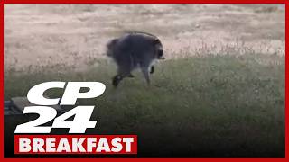 'Looks like a hedgehog with long legs' | Jimothy the raccoon becomes internet sensation in Seattle