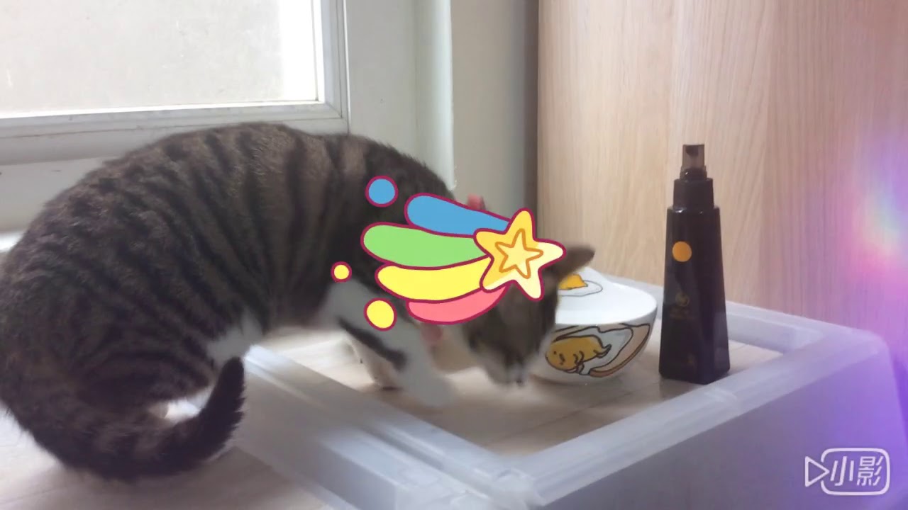 『月亮喵喵-多喝水木天蓼噴霧』小小喵愛上這個味打滾 - YouTube