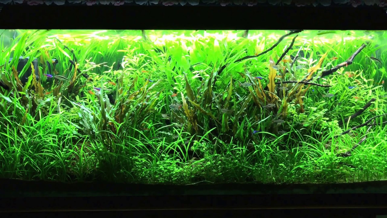 Jungle aquarium with shade plants and tetras. YouTube