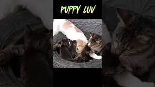 a puppy love cats