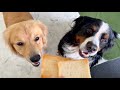 飼い主を亡くした老犬バーニーズが初めて食パンを食べました