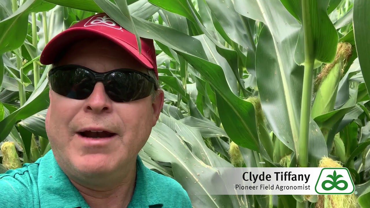 Pioneer field in Herman, MN YouTube