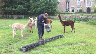Matthew Feeds The Alpaca At Thornage Hall Independent Living