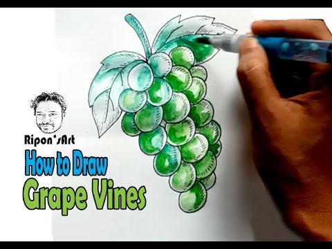 How to Draw Grape vines step by step really easy - YouTube