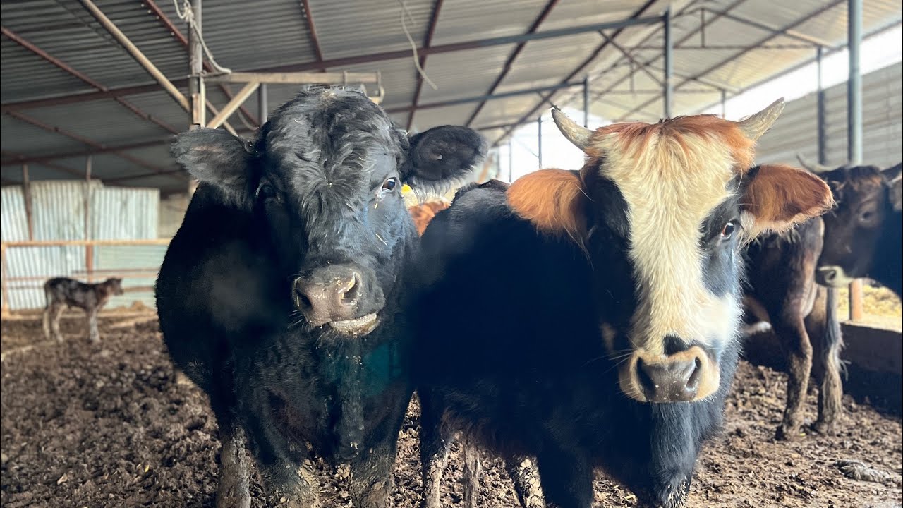 Angus melezleme işletmesi 16 👍👍👍boğa seçimi 👍👍👍#hayvancılık #angus #besicilik #hayvanpazari