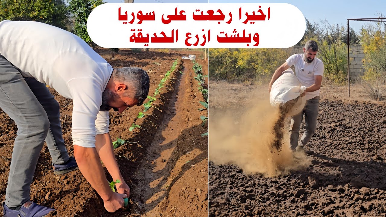 اخيرا رجع على سوريا وبلشت ازرع الحديقة وعملت بيت الدجاج