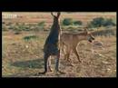 Wallaroo vs dingo - BBC wildlife