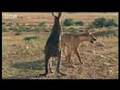 Wallaroo vs dingo - BBC wildlife