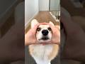 cute corgi action 😍😍😍