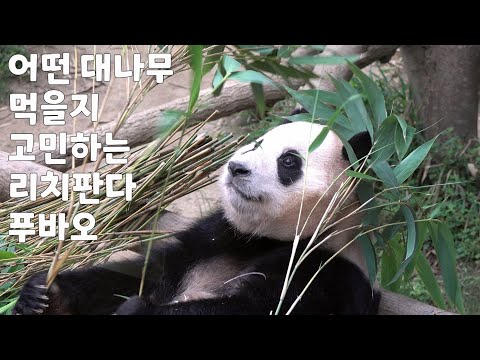 [에버랜드 판다] 양손에 대나무 쥐고 어떤 대나무 먹을지 행복한 고민하는 리치판다 푸바오 / 아빠 러바오는 딱 한개 말고는 다 탈락 시키는 편식왕 모드