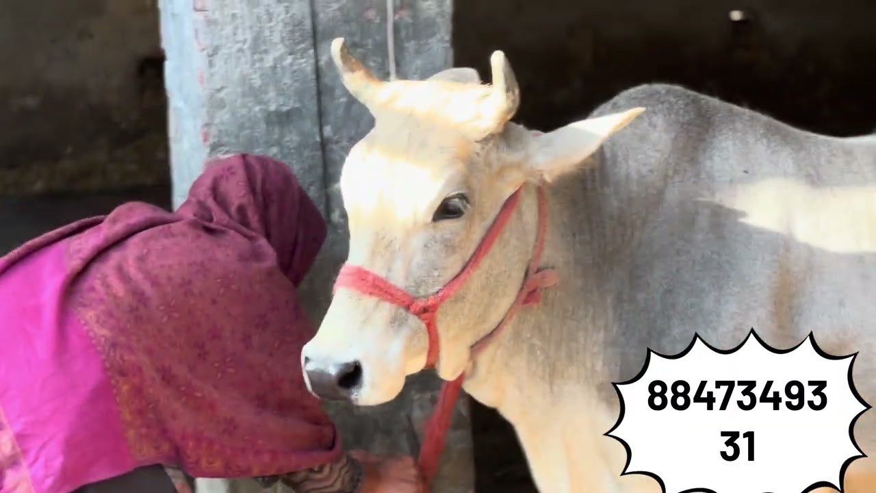Cow purchasing video, cow farming, purchase video, cow, milk, purchase, cow sound