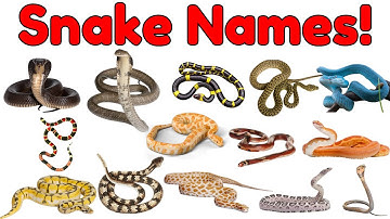 Snakes Vocabulary for Kids | Learn 20 Snake Names!