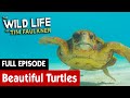 Witnessing The Beauty of Turtle Hatching | FULL EPISODE | S3E01 | The Wild Life of Tim Faulkner