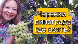 Черенки и саженцы винограда | Где взять посадочный материал | Светлана Самойлова