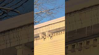 good morning icycles #morningsun #mainewinter