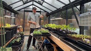 Seedling progress, early potatoes and dodgy compost in February