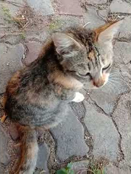 video 20190705.mp4 | Kucing Malaysia 🐈