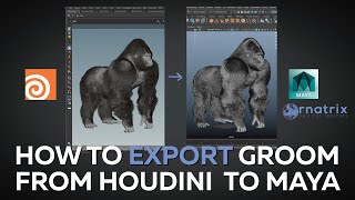 Exporting groom from Houdini to Maya / Ornatrix / 3D