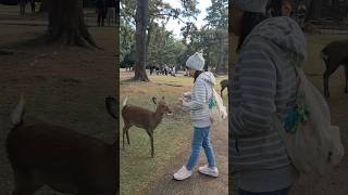奈良公園 | 餵鹿鹿 | 與鹿群共樂