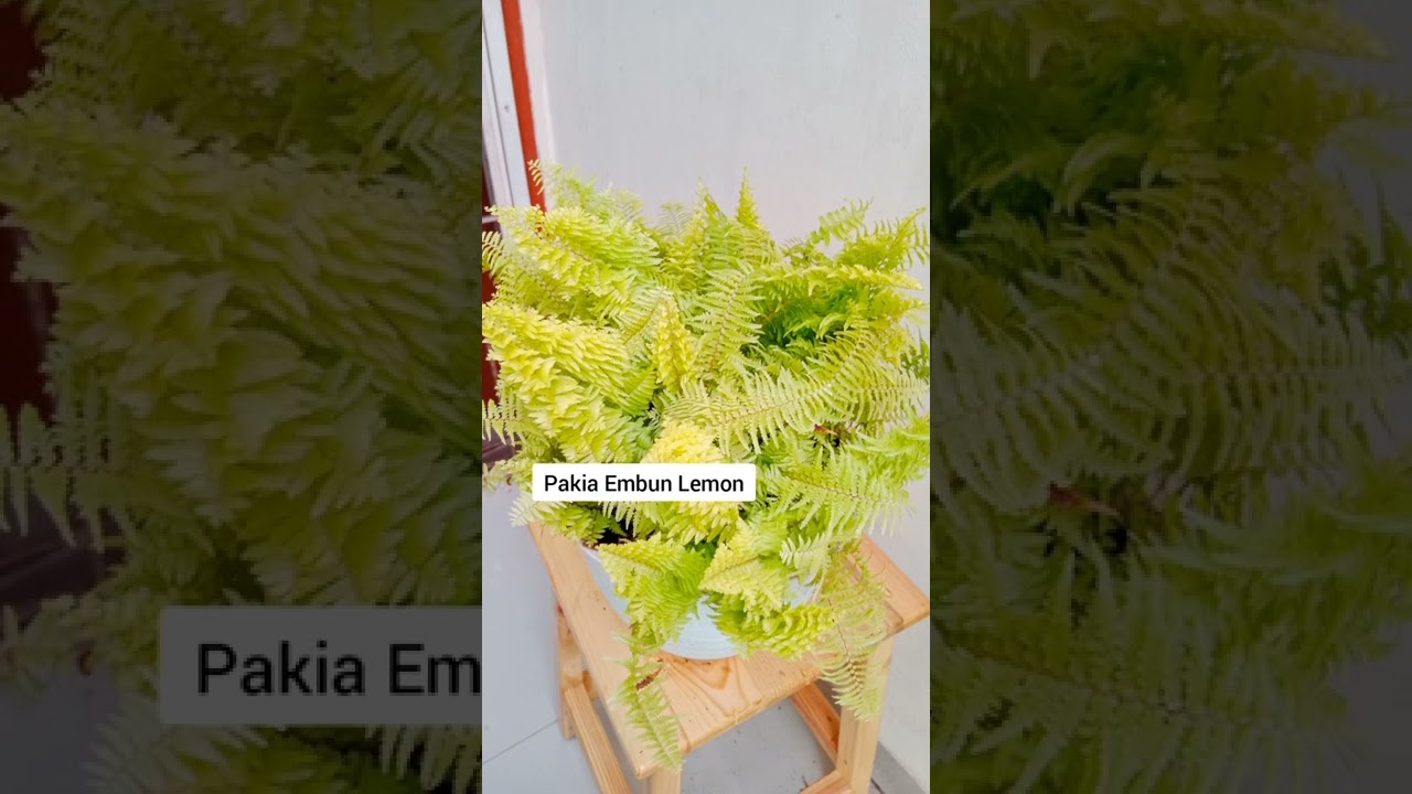 Jenis Pakis Koleksiku