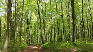 Just relax in a Hungarian deep forest