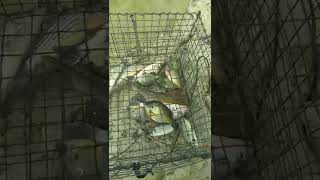 trampa para peces muy efectiva