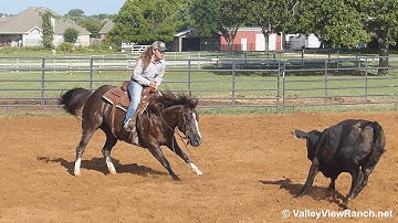Miss Dual Ichi - working cows #2 - Valley View Ranch