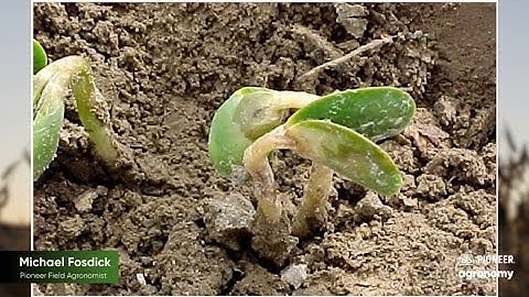 Effects of Cold Temperatures on Emerged Soybeans