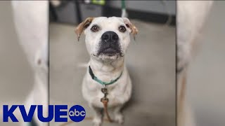 Pet of the Week: Meet Badger | KVUE