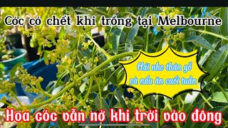 Một ngày cuối tuần thời tiết đẹp/Cuộc sống Melbourne Aus.