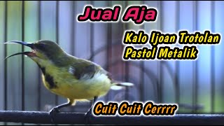 Download Lagu CUIT CUIT CERR PANCINGAN PENGGACOR PALING COCOK UNTUK SEMUA SOGON‼️HITUNGAN DETIK LANGSUNG RESPON MP3 Download Lagu CUIT CUIT CERR PANCINGAN PENGGACOR PALING COCOK UNTUK SEMUA SOGON‼️HITUNGAN DETIK LANGSUNG RESPON MP3
