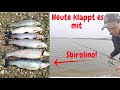 Forellenangeln mit Sbirolino und Spoon am großen See, Sandgrube Wussow, Powerbait, Trout Fishing