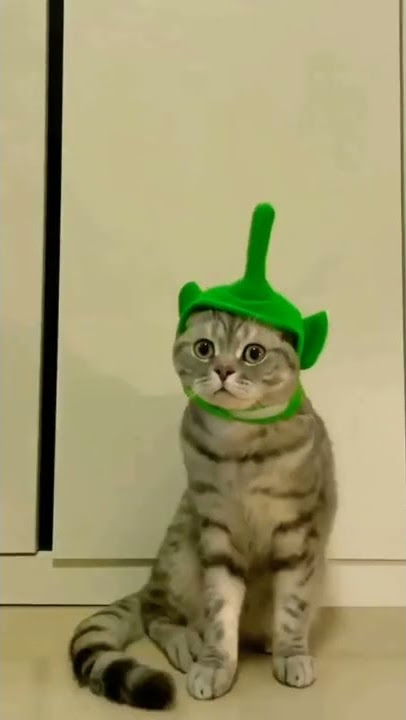 tinki wingki dipsi lala ASEP 😂🤣 #shorts #cat #kucing #pets #kucinglucu