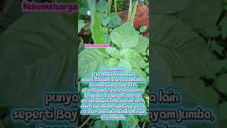 tanaman bayam besar,  nama lain dan banyak manfaat #garden #petiksayur #gardening