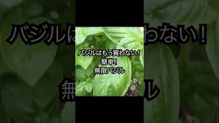 【暮らしの裏ワザ・豆知識】バジルはもう買わない!お家で育てる無限バジル栽培方法 #shorts #暮らし