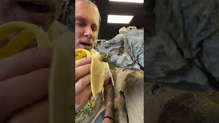 Sharing Banana With My Rhino Iguanas!  #Reptiles