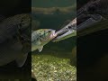 Alligator gar vs largemouth bass #film #wildlife #birds #bassfishing #bassmaster