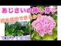 あじさいの挿し芽をしました♫アジサイ何本成功できるかな〜♪