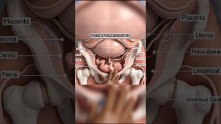 Normal Delivery Process Explained: 3D Medical Animation | Birth Process Step-by-Step Details