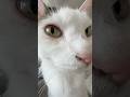 0距離でご飯を待つ猫w #shorts