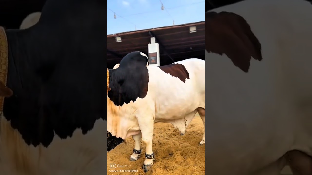 AW CATTLE AND GOAT FARM